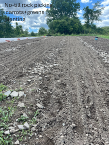 no till carrot beds, directly seeded