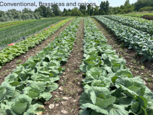 conventional till brassicas