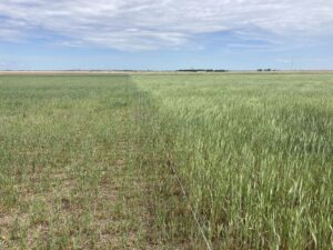 Grazed and ungrazed cover crops.