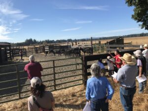 People and cows