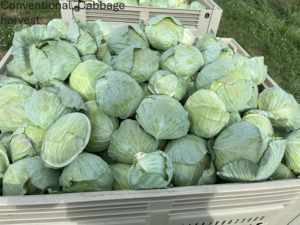 conventional till cabbages