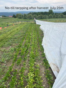 no till tarping over crop residue post harvest