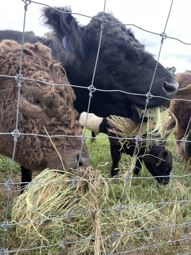 Close up of brown and black cows eating hay through a wire fence