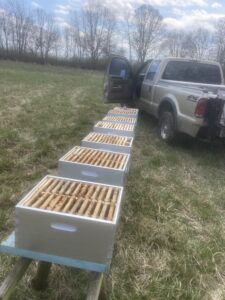 prepping for bulk bees