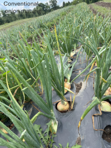 conventional till onions