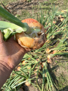 no till onion at harvest