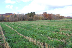 Interseeded cover crop