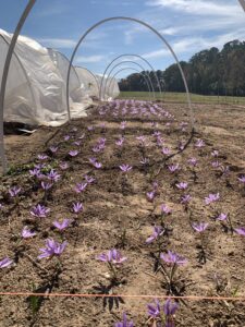 Open field and low-plastic tunnels for saffron production