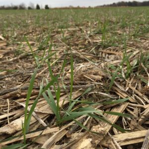 Spelt seedlings shortly after emergence