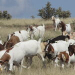 Multi Species grazing with goats Open Range