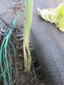 Figure 4. Damaged stem of a non-grafted cucumber plant.