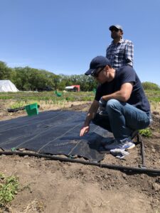 Geotextile fabric mulch is laid on farm test plots.  Dr. Sam Wortman kneels next to the fabric mulch and demonstrates how to install it.