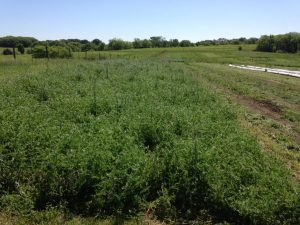 May 2016 mainly vetch cover crop