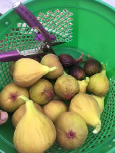 Ripe figs in a basket