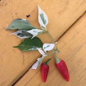 Fish Pepper (leaf and fruit)