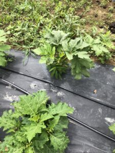 African eggplant plants in beds covered black plastic
