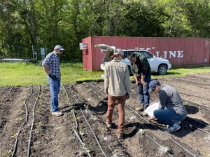 Farmers and collaborators gather around eggplant to inspect plants involved in control plots.