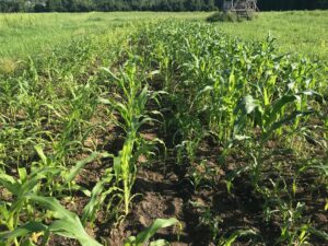 Benugzenug (Walpole Island White Flour Corn) growing at Bushelcraft Farm