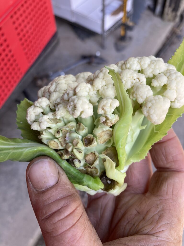 tiny malformed head of cauliflower being held