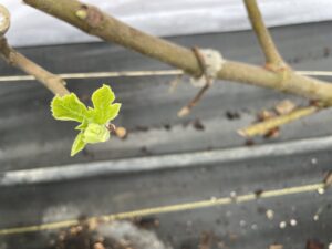 Buds break on in ground trees on February 27th 2025