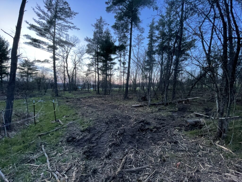 Site B after forestry mulcher