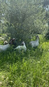 goats grazing