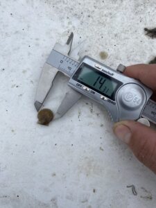 scallop gauge