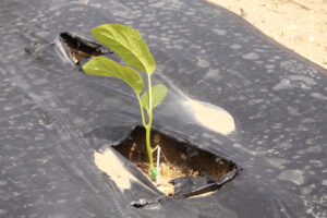 Grafted eggplant seedling planted into plastic mulch