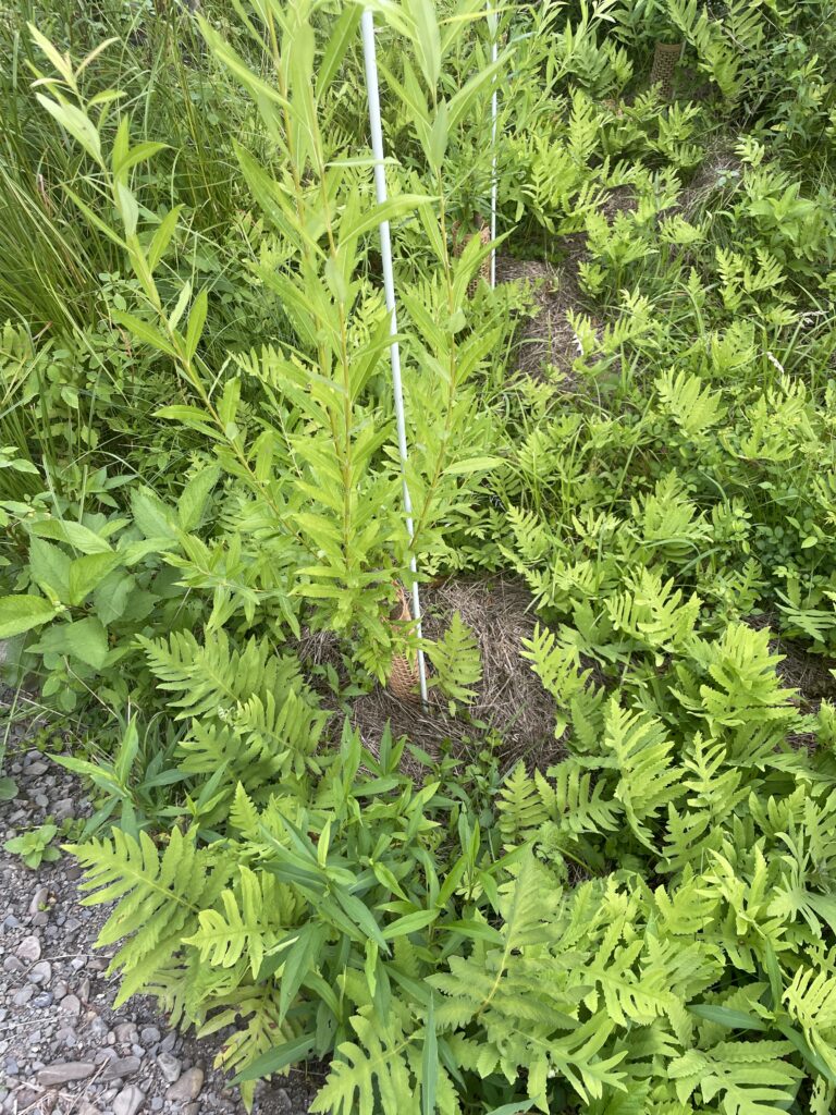 planted willow with guard and stake which helps locate amongst other vegetation