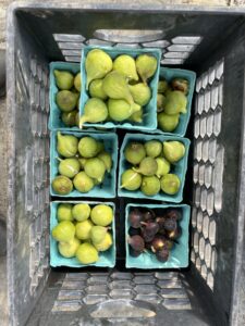 Fig Harvest 