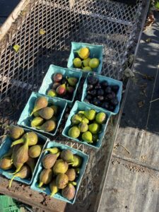 Figs ripening in Late October