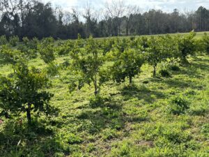 Mowed Cover Crops