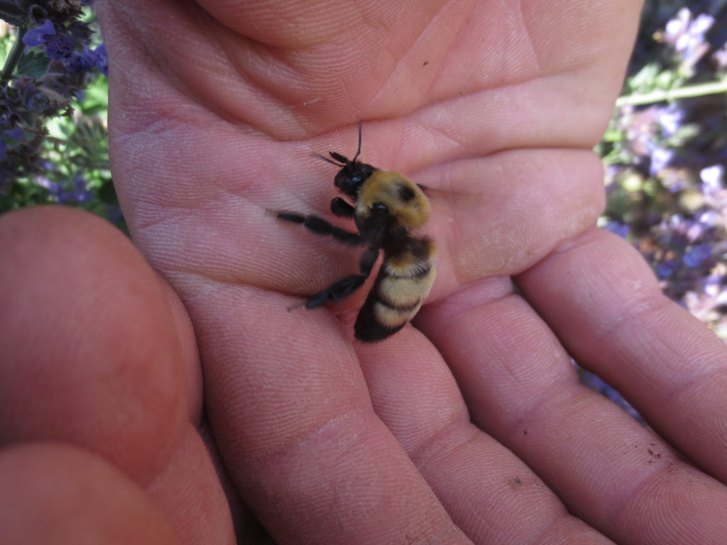 A bumble bee in the hand