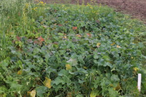 Brassica plot at Rebarchek