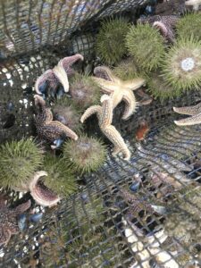 Wild set starfish in lantern net
