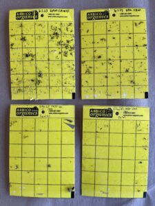 pre and post spray insects on sticky traps
