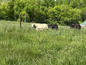 Yaks grazing pasture in eastern Kentucky