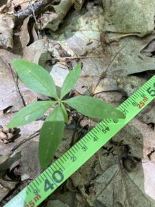 Woodland plant with measuring tape