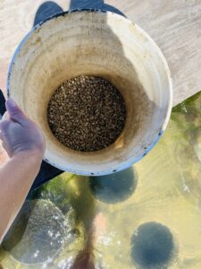 bucket with baby clams