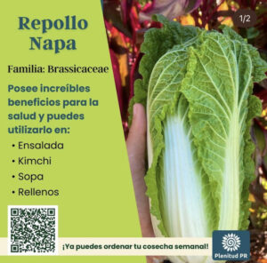 Napa Cabbage Infographic