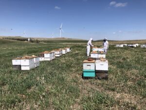 Apiary in SW North Dakota