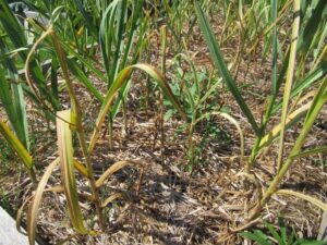 Individual AWR infected garlic plants