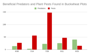 In this chart describing relative numbers of pest vs. predator insects found in a cover crop plot at 5 successive dates throughout the summer of 2023, pests far outnumber predators, except in the final date. 