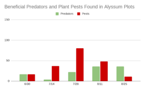In this chart describing relative numbers of pest vs. predator insects found in a cover crop plot at 5 successive dates throughout the summer of 2023, pests slightly outnumber predators early in the season and far outnumber predators at midseason. After midseason, pests once again slightly outnumber predators, and in the final sample of the season predators outnumber pests. The total number of pests observed is at its highest in the fourth sample at roughly 40.