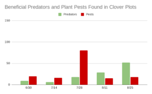 In this chart describing relative numbers of pest vs. predator insects found in a cover crop plot at 5 successive dates throughout the summer of 2023, pests slightly outnumber predators early in the season and far outnumber predators at midseason. In the last two dates of the season, predators outnumber bests and reach a level of 50 predators observed.