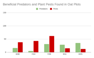 In this chart describing relative numbers of pest vs. predator insects found in a cover crop plot at 5 successive dates throughout the summer of 2023, pests outnumber predators early in the season apredators outnumber pests during the last two samples of the season. Pest pressure grows throughout the first three samples to around 70 pests found, while predator level ranges from near zero in sample two to near 40 in sample 5.