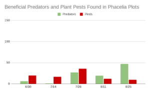 This chart describe insect pest and predator levels at 5 different sample dates throughout the summer of 2023 in phacelia cover crop plots on Brown Dog Flower Farm. Pest levels are at their highest, around 40, in sample three, and outnumber predator levels in samples one through three. Predator levels are at their highest in sample five, near 50, and outnumber pests in samples four and five.