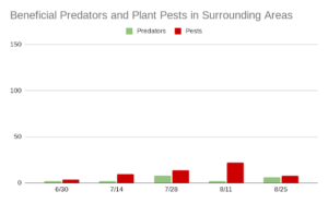 This chart describes insect pest and predator levels at five different dates throughout the summer of 2023 in areas surrounding the Brown Dog Flower Farm field. Both pest and predators were found at much lower levels than in cover crop lots on the farm at all dates. 