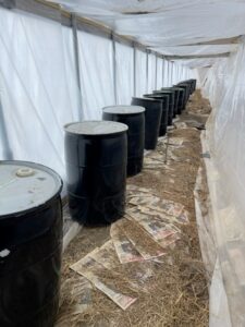 Black Painted Steel Drums inside cold-grow zone along north side of the high-tunnel