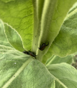 Japanese beetles on mullein plant